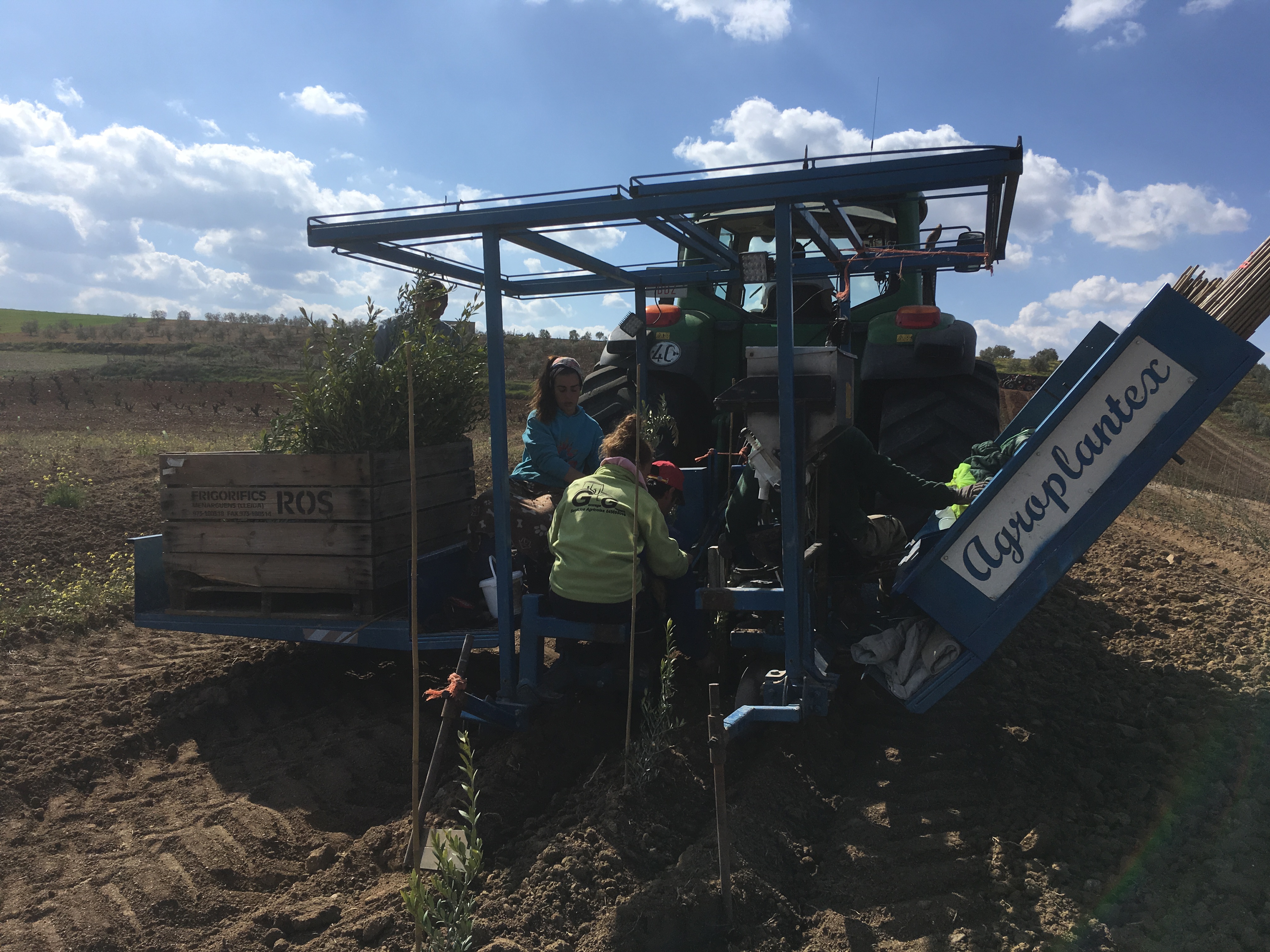 Plantacion en secano